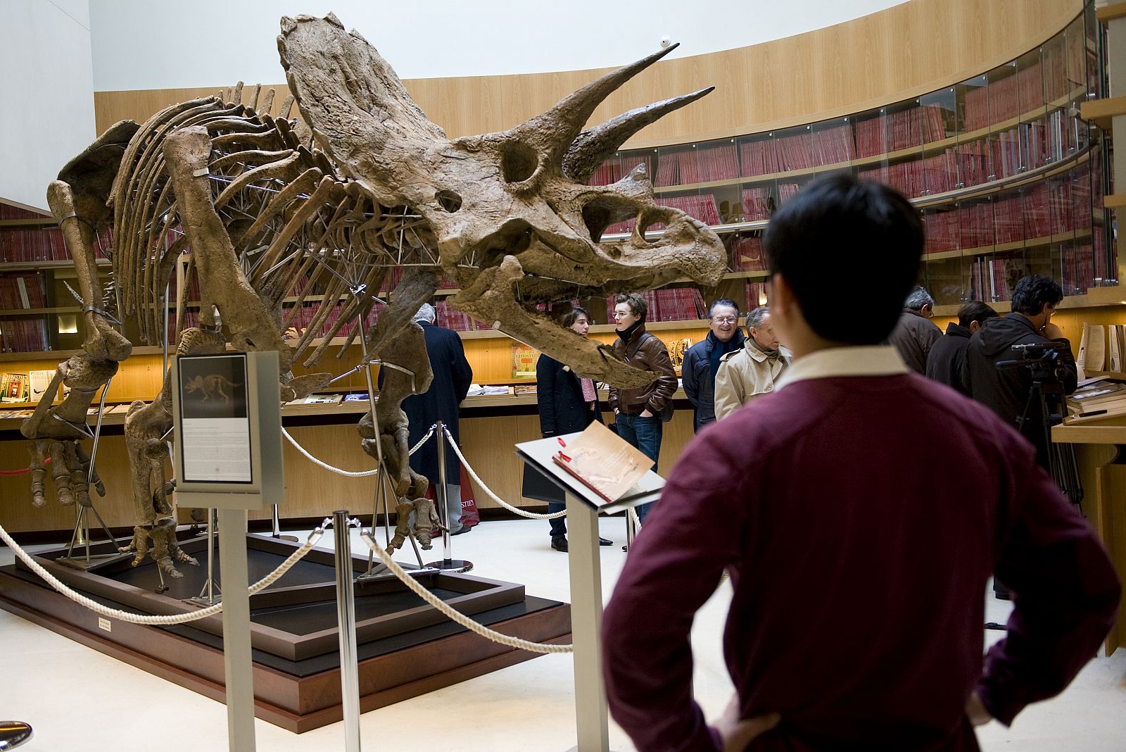 A visitor looks at a Triceratops skeleton at the Christie's auction house in Paris
