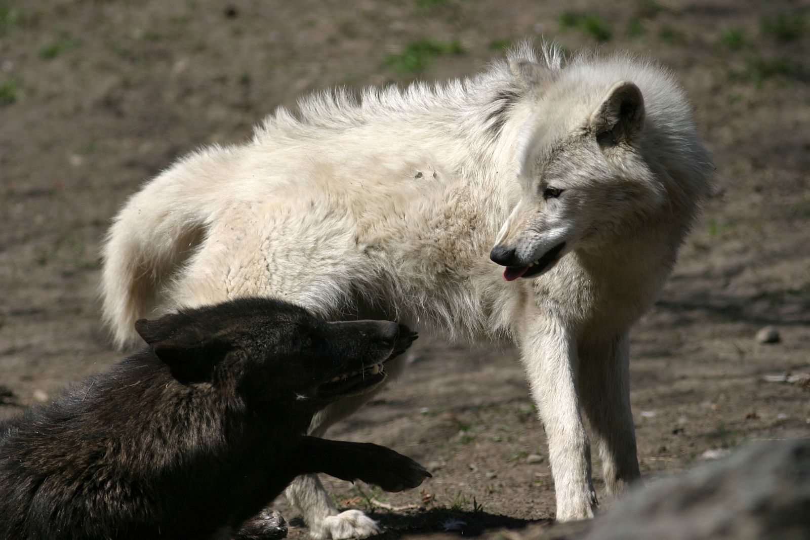 Los lobos negros dominan en los bosques de Norteamérica y los blancos son más numerosos en la tundra ártica.