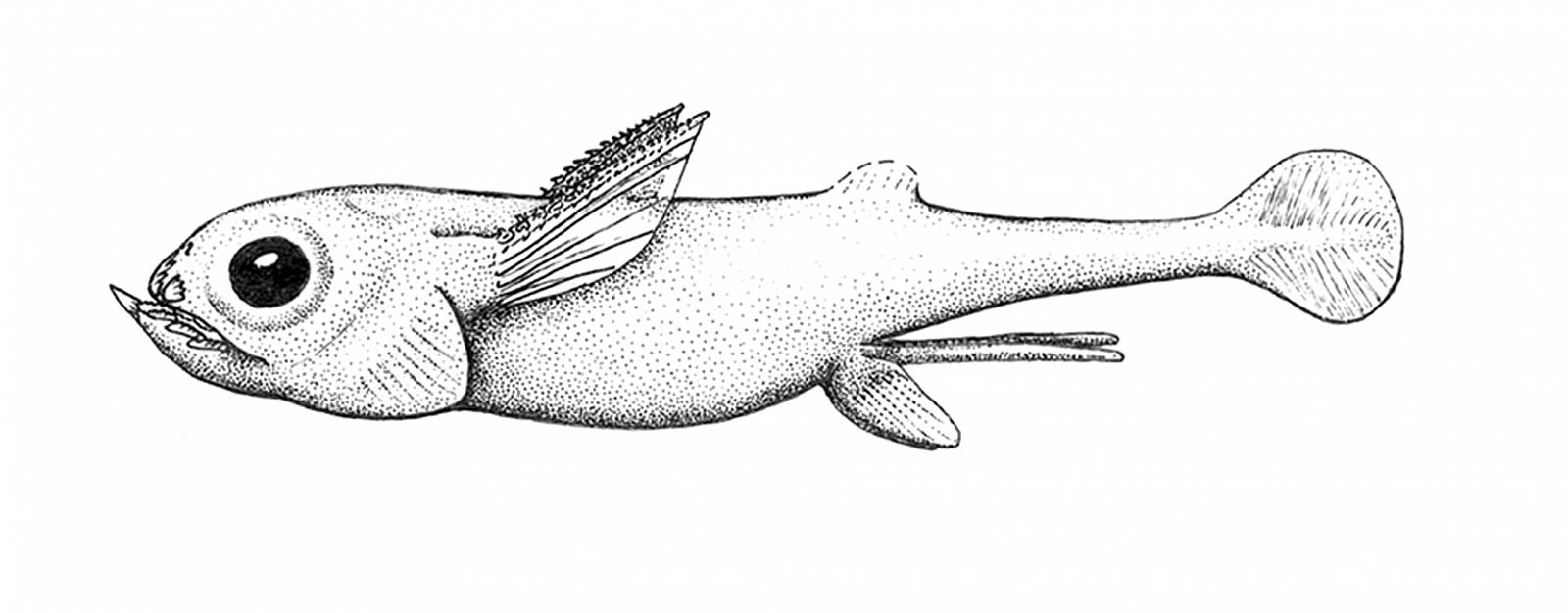 El 'iniopterygian', pez extinto que vivió hace 300 millones de años