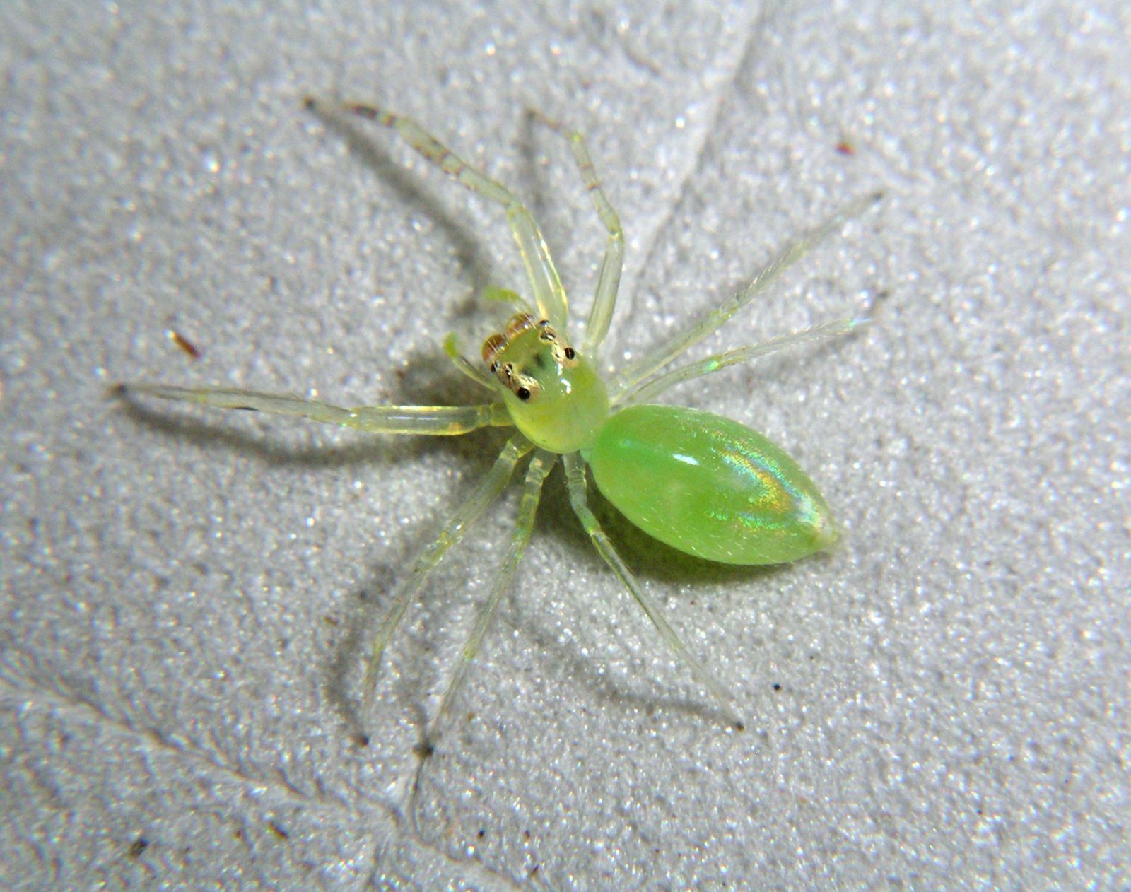 Una de las arañas saltarinas encontradas, llamada Orthrus sp.