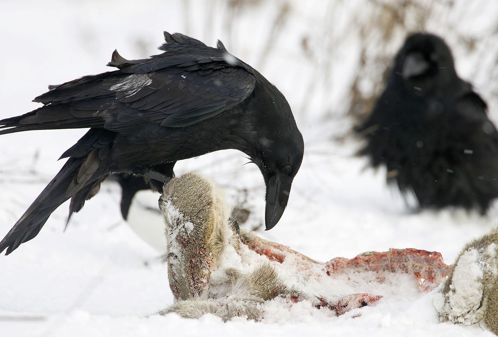 Cuervos comiéndose los restos de un animal muerto