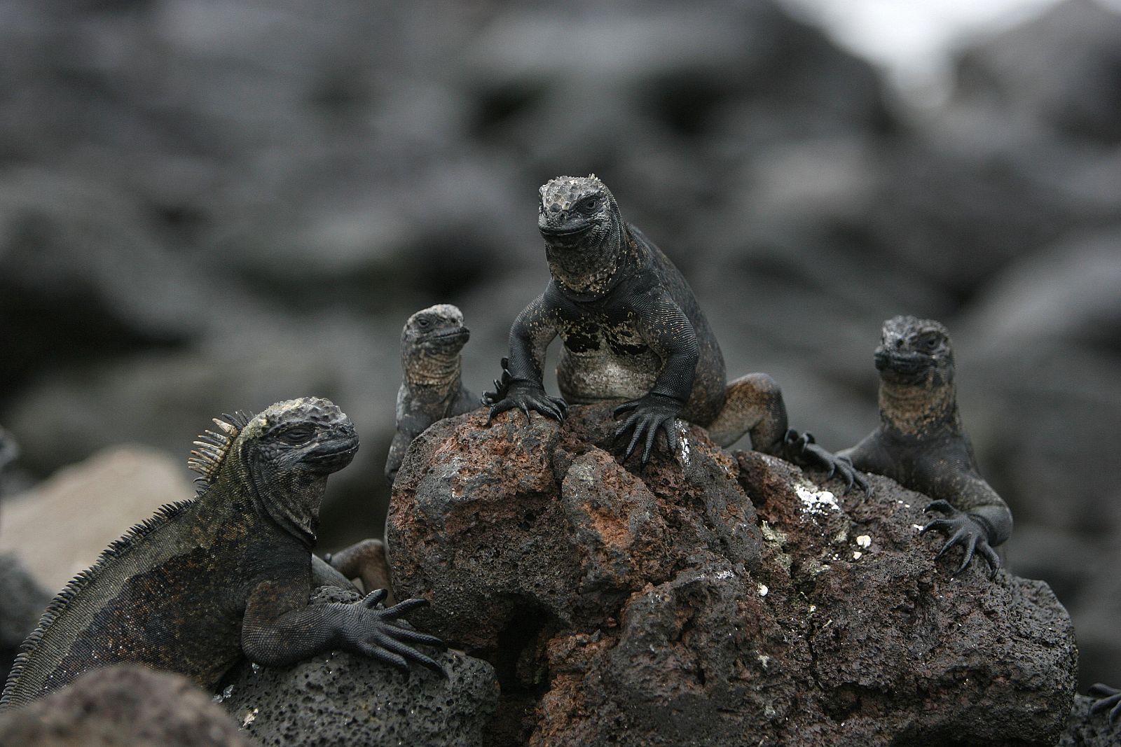 Iguanas marinas en unas rocas del Parque Nacional de Galápagos