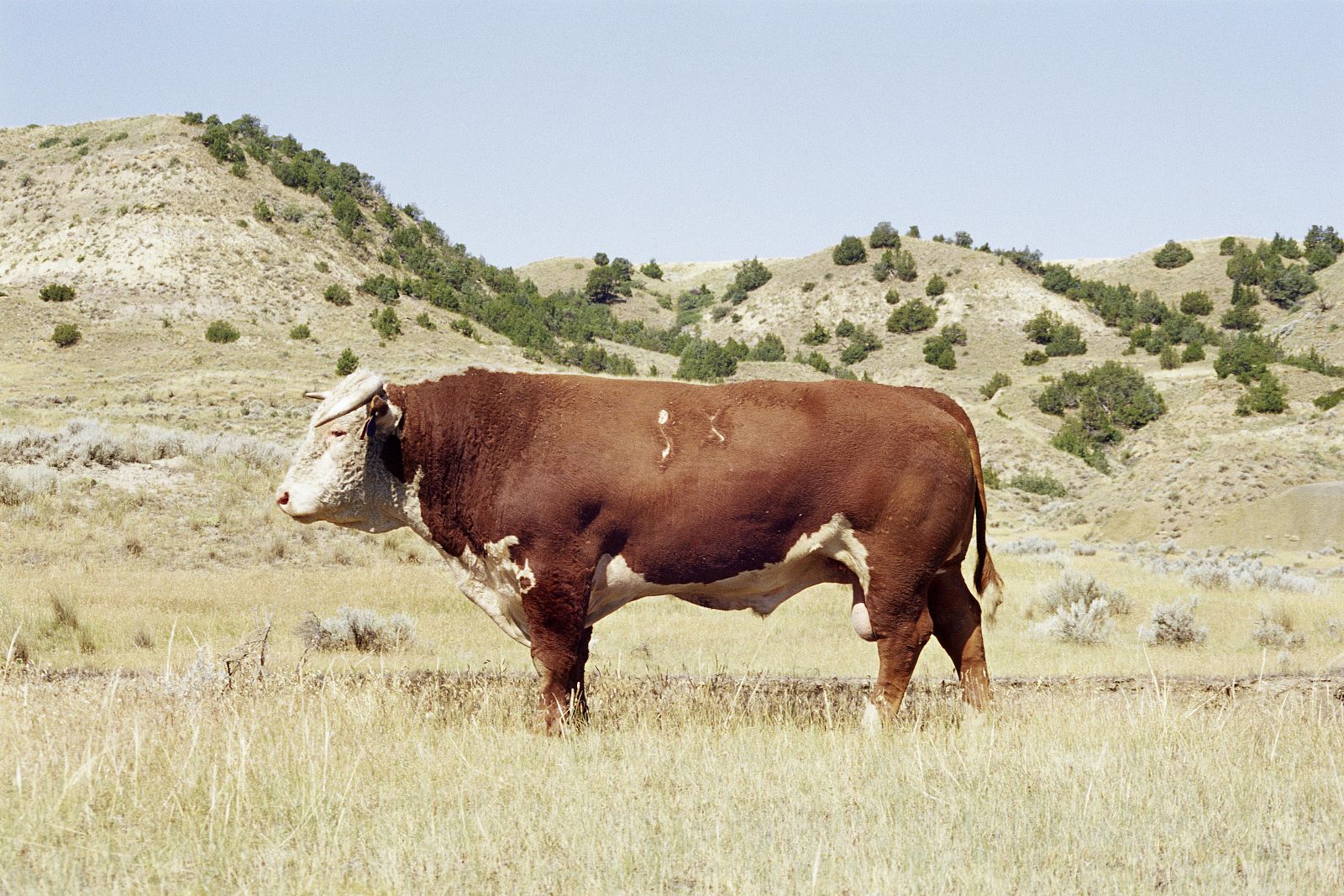 Imagen de la especie de vaca británica ques e ha tomado como modelo para secuenciar el genoma del ganado.