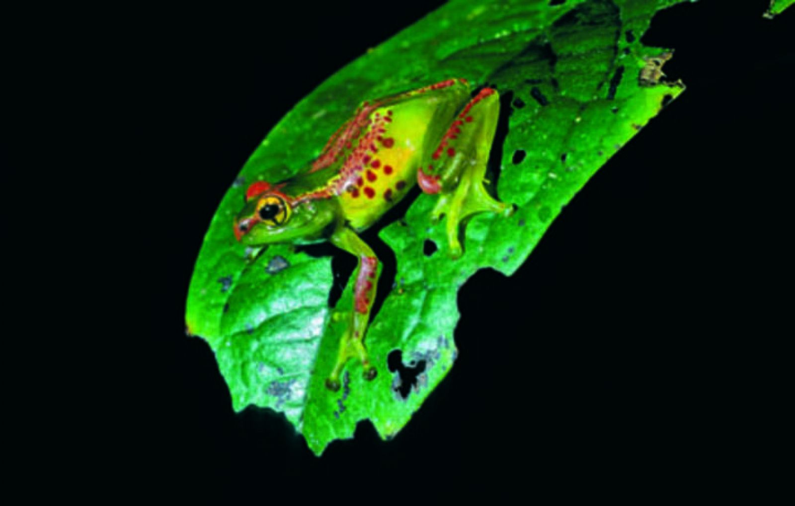 Una de las 200 nuevas especies de anfibios halladas en Madagascar/