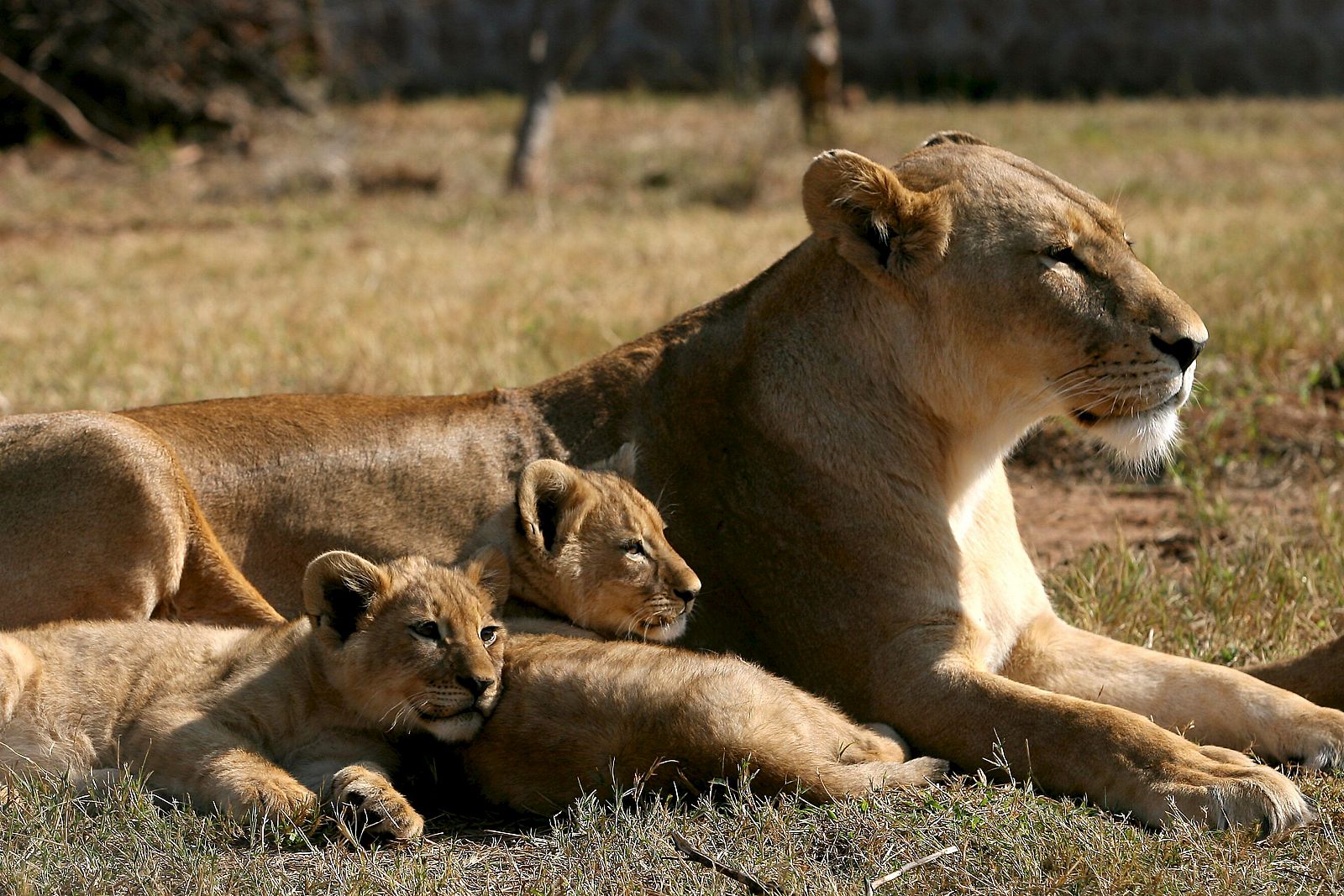El estudio se ha llevado a cabo en el Parque Nacional de Serengueti, en Tanzania.