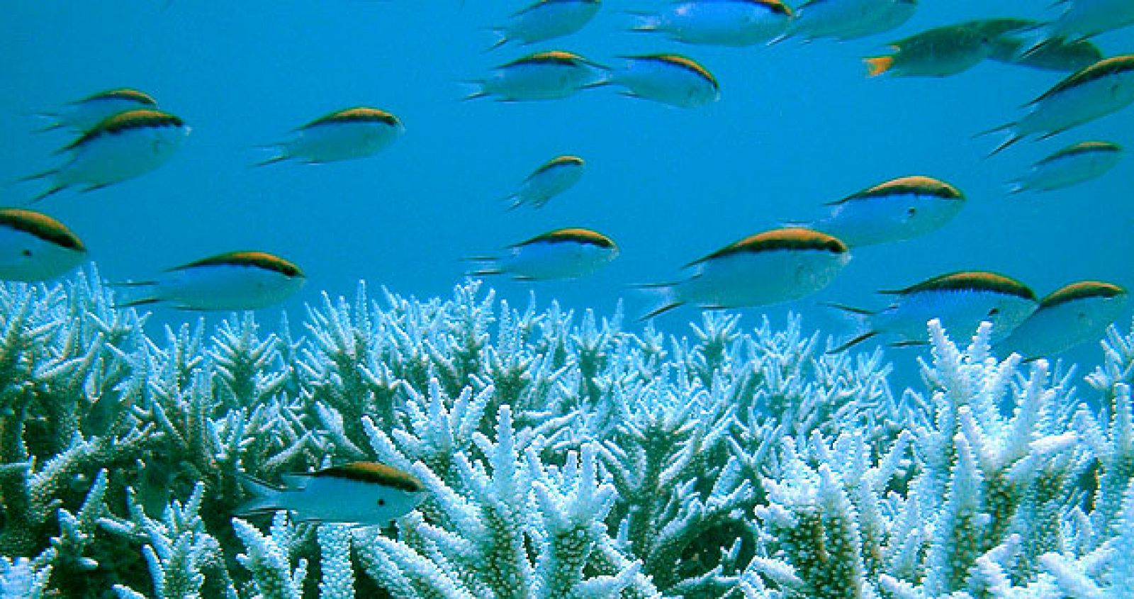 Gran barrera de coral de Australia