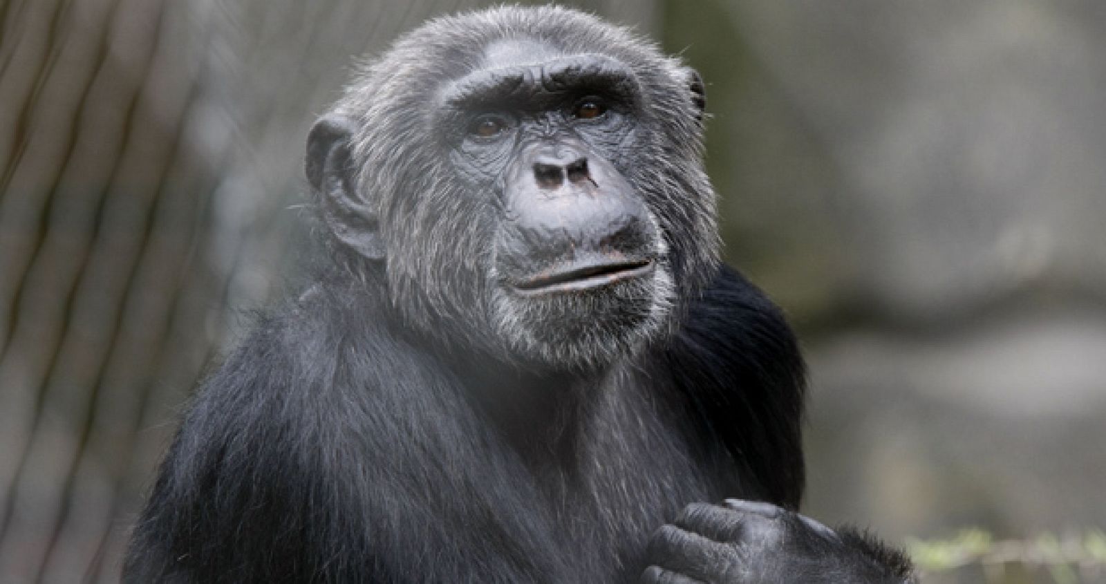 Los chimpancés, objeto de estudio
