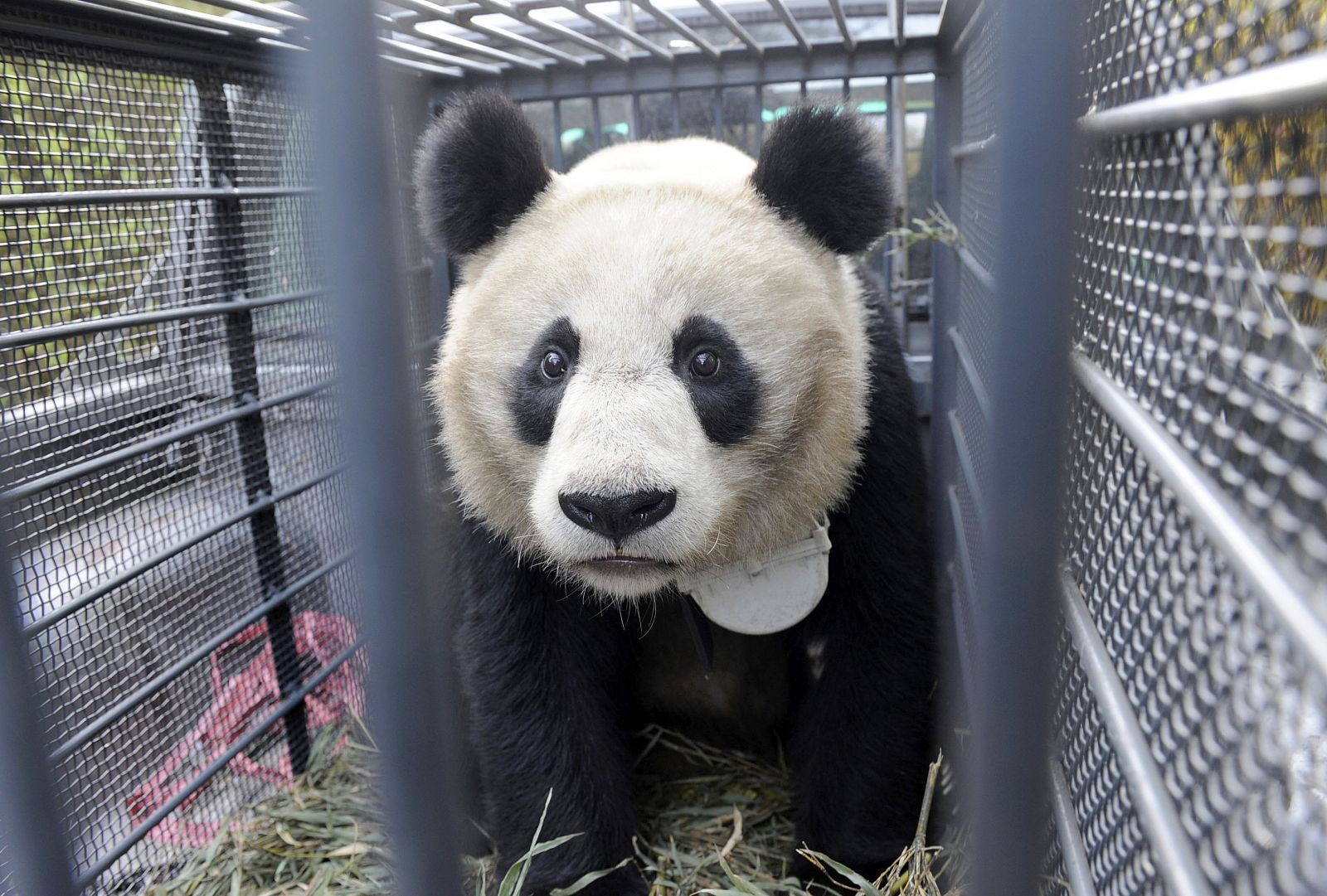 Luxin, a 3-year-old female panda, is seen in a cage before being released into the wild on the outskirts of Shimian County