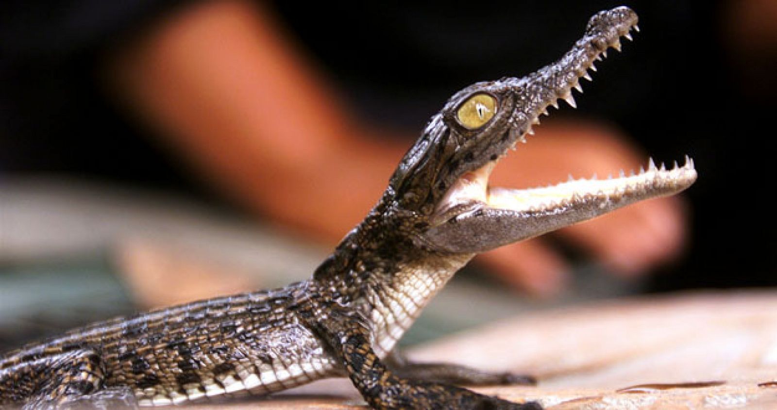 Crocodylus porosus