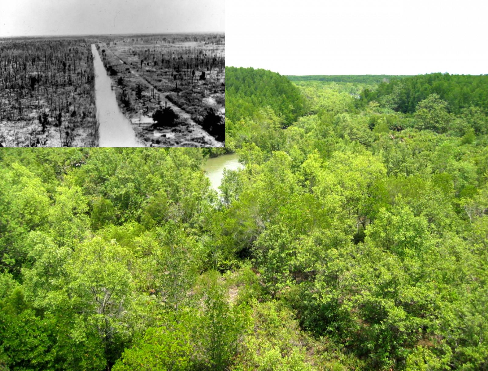 Delta del Mekong durante la guerra de Vietnam y en el momento en que los investigadores
realizaron el muestreo.