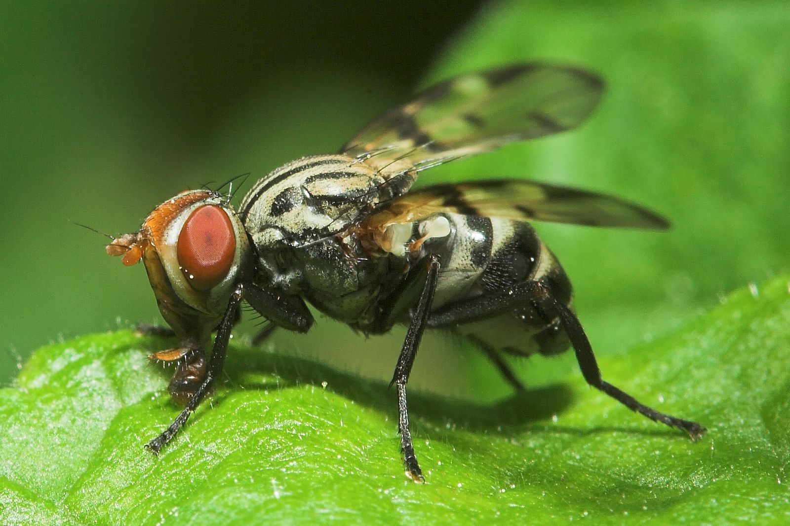Científicos de la Universidad de Oxford han logrado manipular la actividad neuronal de las moscas, generando en ellas recuerdos de una mala experiencia que nunca tuvieron.