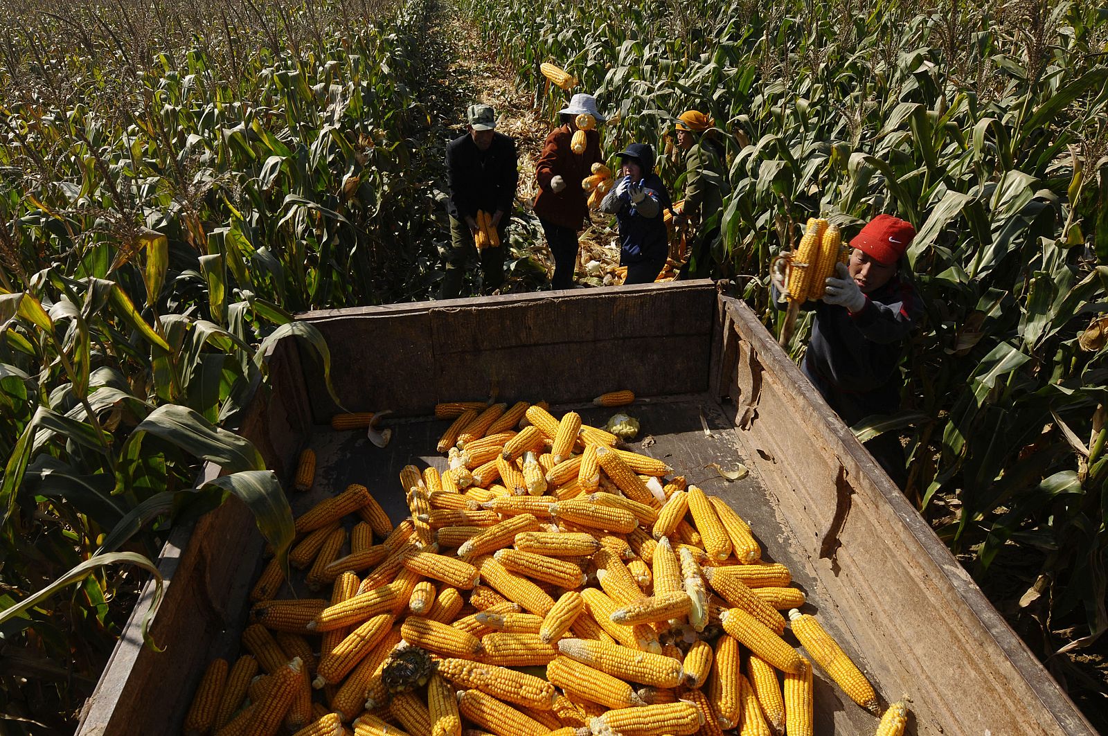 Farmers harvest corn at a field on the outskirts of Changzhi