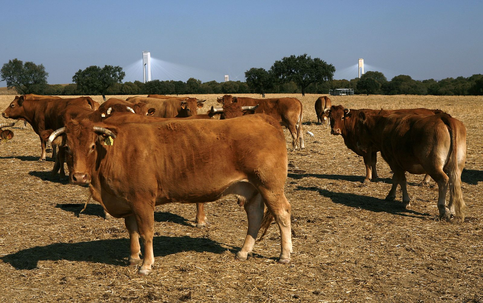 Un rebaño de vacas en Sanlúcar La Mayor.