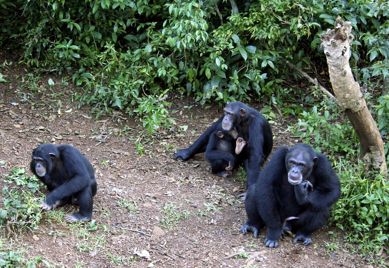Un grupo de chimpancés en una reserva en Sierra Leona.