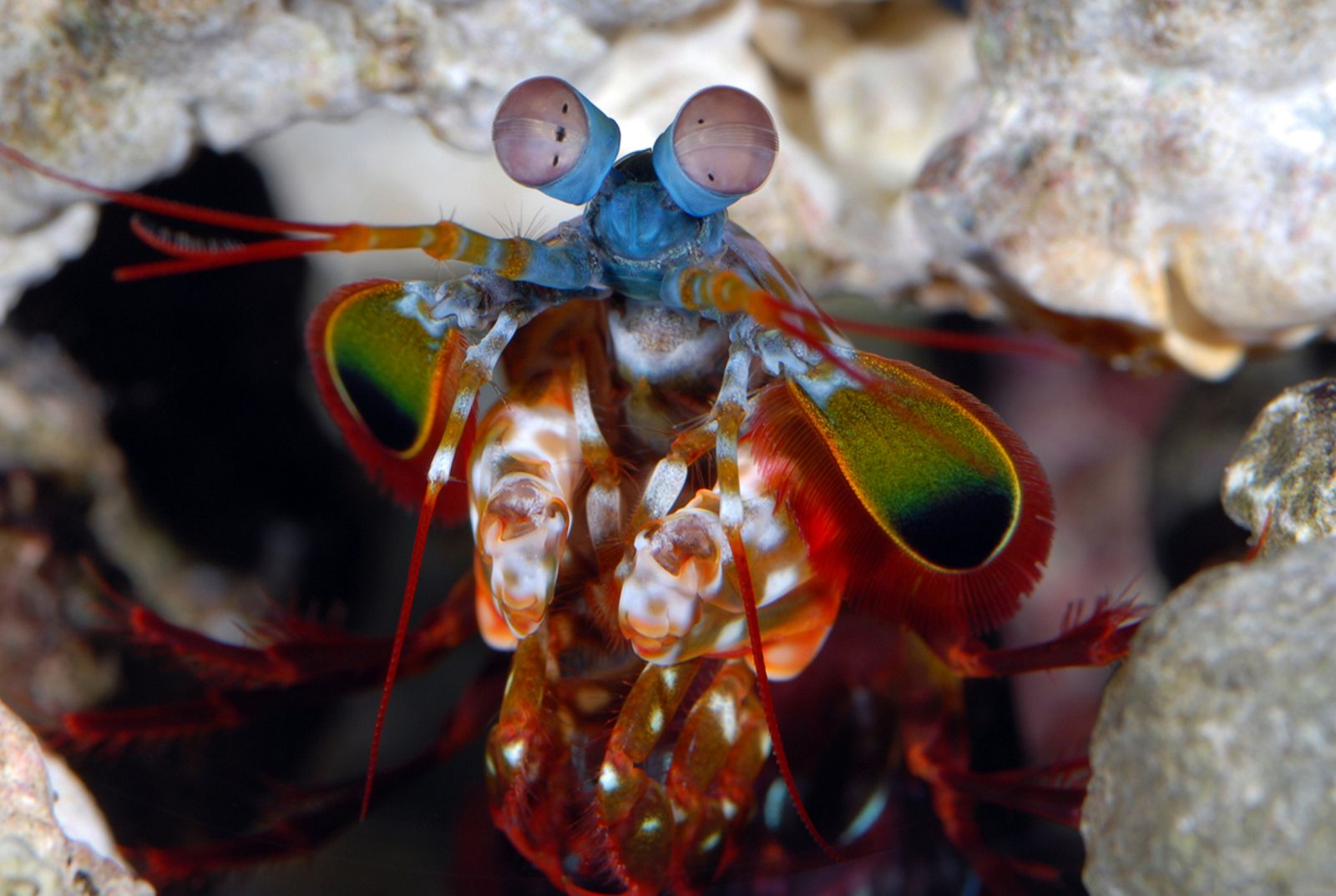 Los ojos de los camarones mantis son los más complejos conocidos por la ciencia