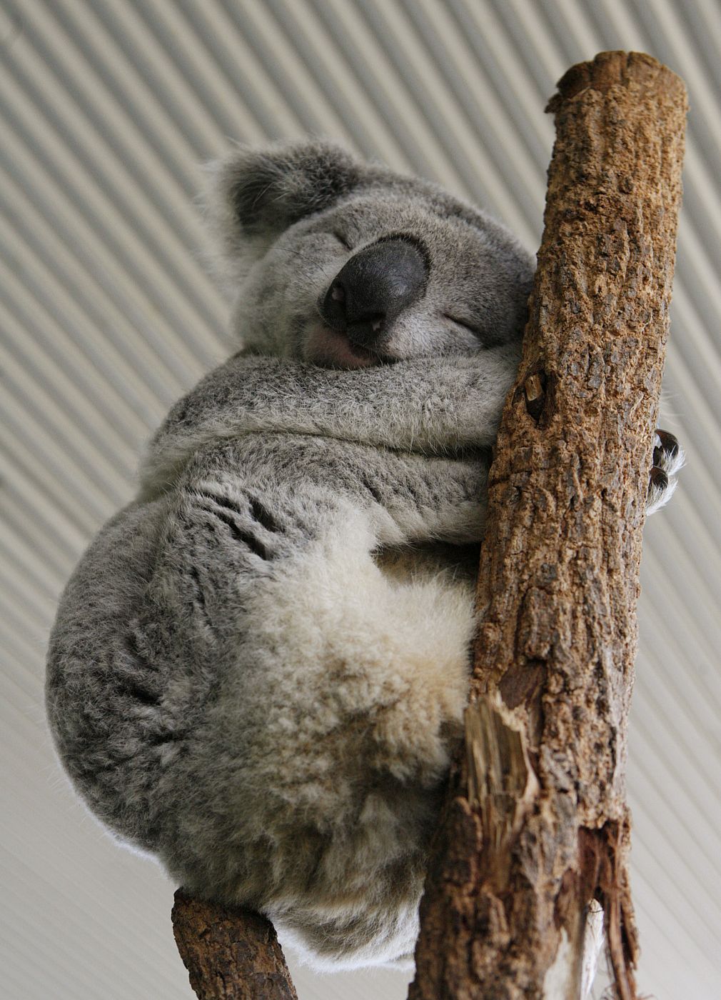 El koala a diferencia de otros marsupiales arborícolas o tiene cola. Sin embargo, tiene un excelente sentido del equilibrio, lo que le permite dormir tranquilamente en los árboles.