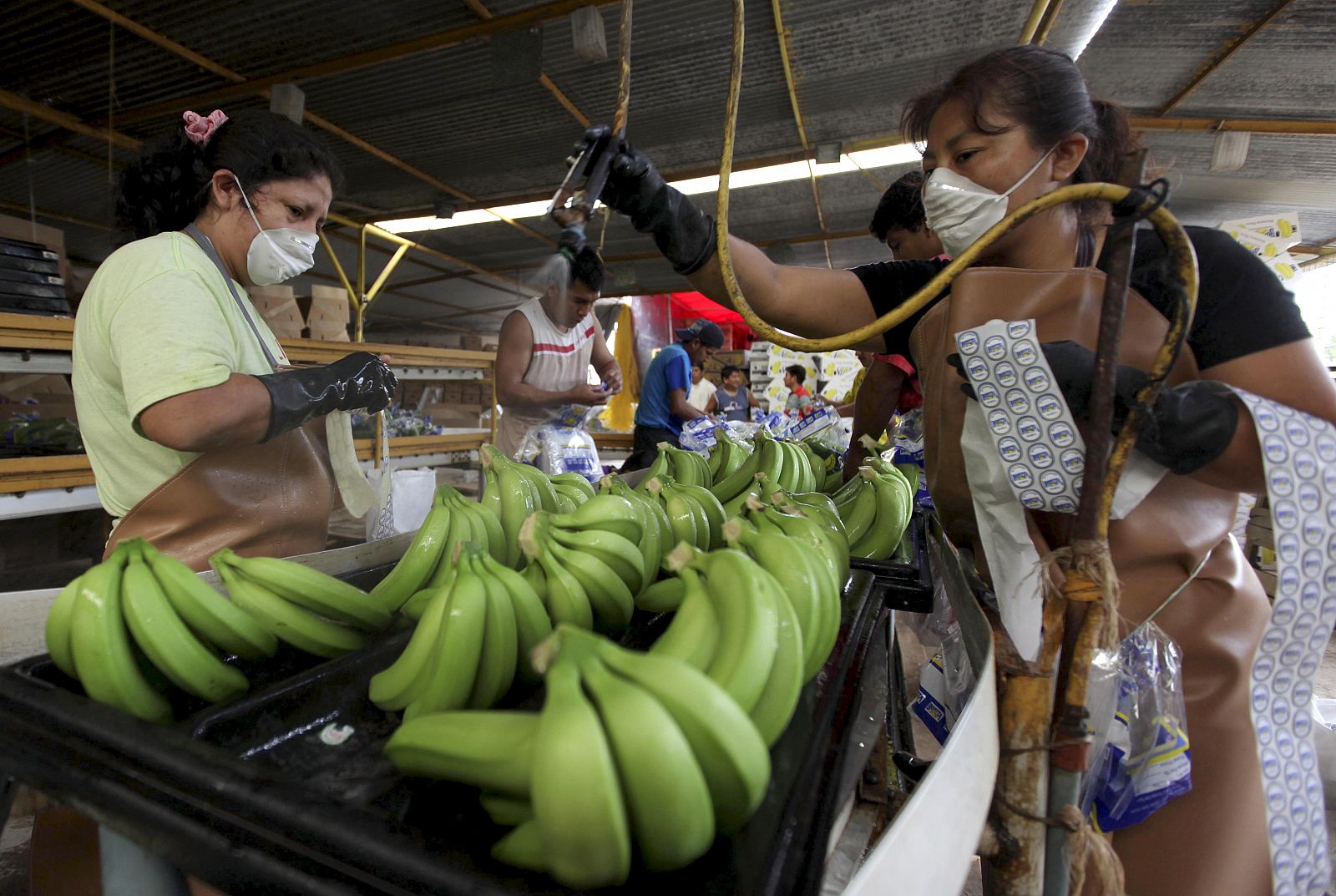 Ecuadorean workers wash bananas before packing them to be exported in Machala