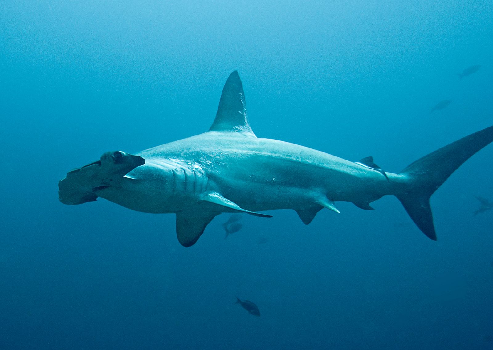 La cabeza del tiburón martillo le confiere una visión estereoscópica hacia delante y hacia atrás y una excelente percepción de las profundidades.