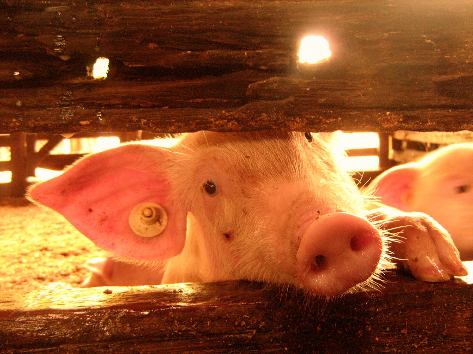 Cada año 125 millones de cerdos machos son sacrificados en Europa. La mayoría de estos animales son castrados directamente por los ganaderos