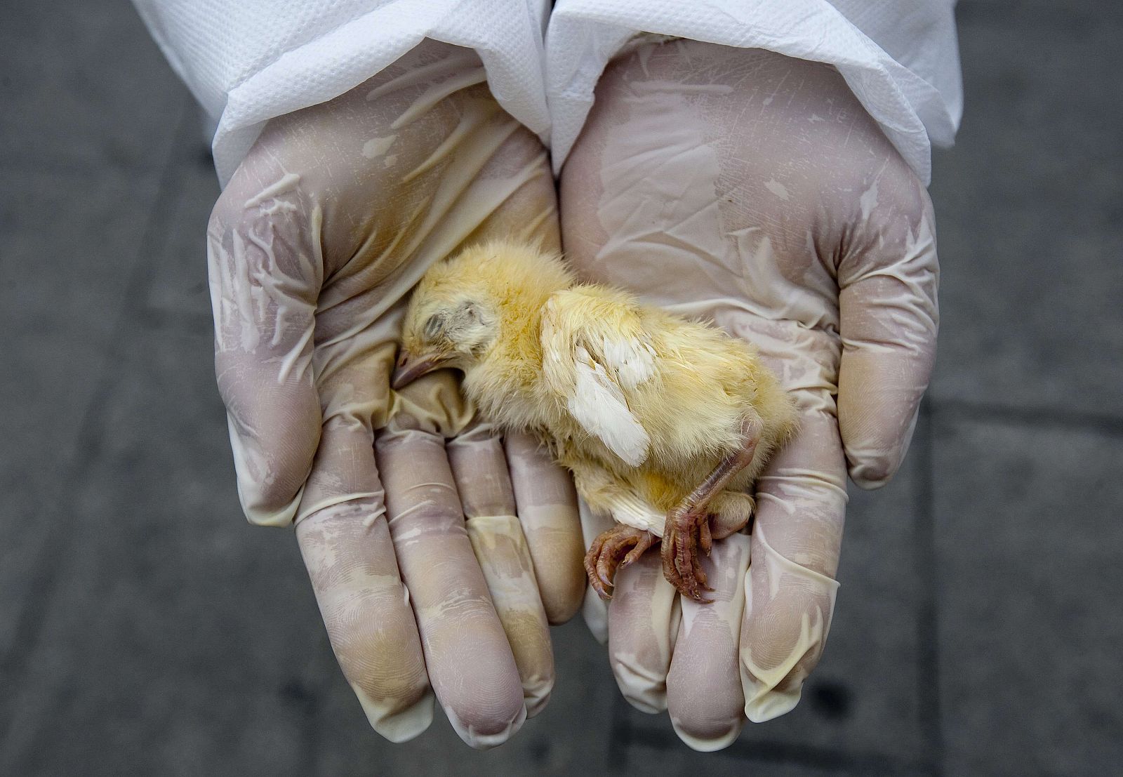 Un activista de Igualdad Animar sostiene el cadáver de un pollito durante la concentración en la Puerta del Sol por los derechos de los animales