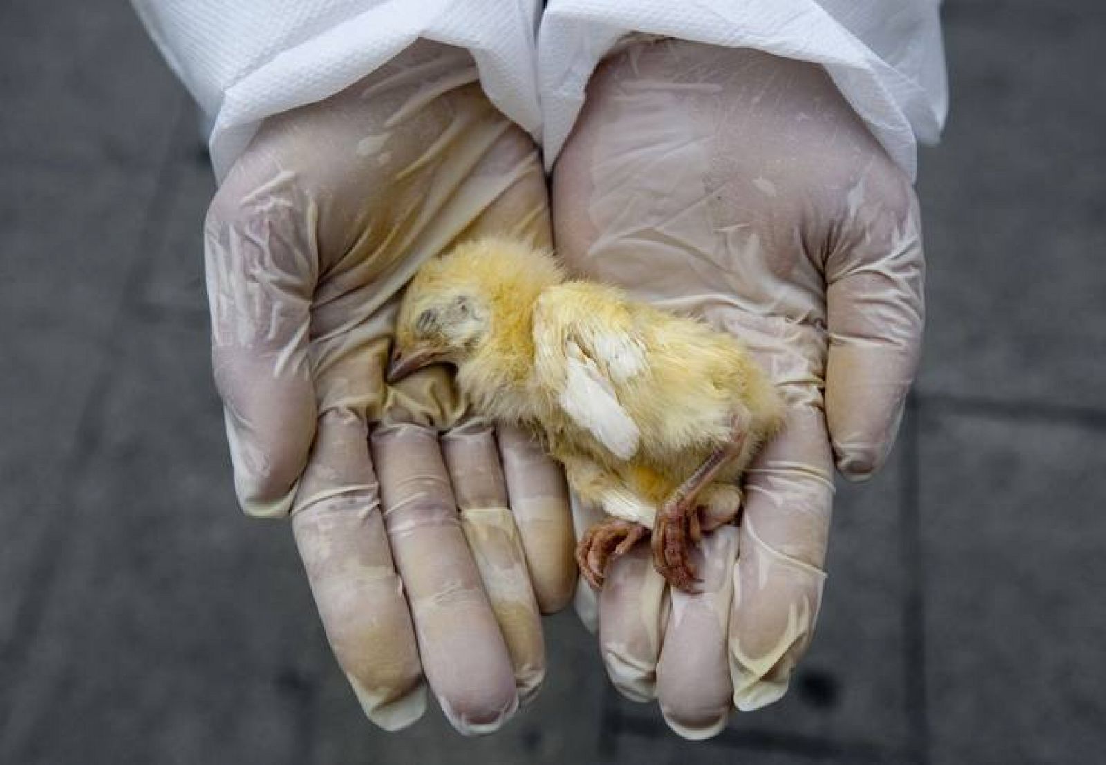 Un activista de Igualdad Animar sostiene el cadáver de un pollito durante la concentración en la Puerta del Sol por los derechos de los animales 