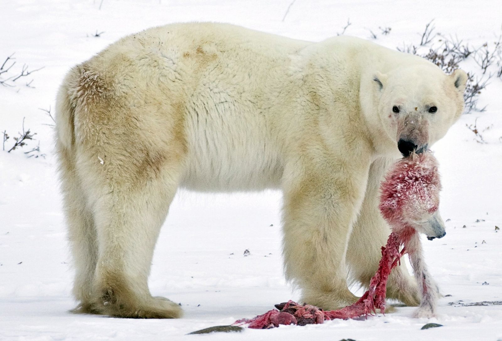 Según estos activistas, el cambio climático estaría arrastrando a la especie al canibalismo. Sin embargo, el verdadero motivo que empuja a los osos polares macho a devorar a sus crías es otro.