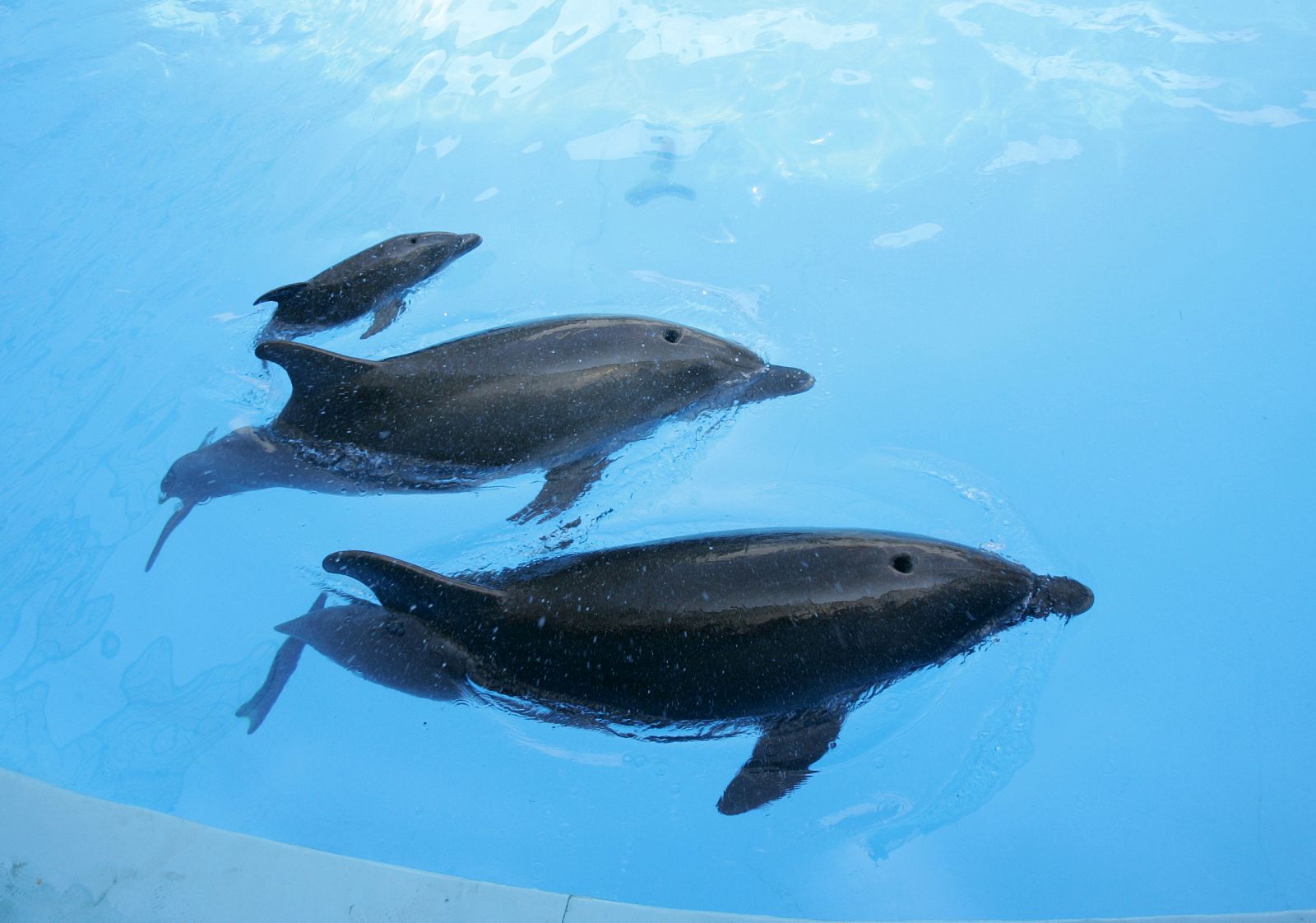 A newborn dolphin swims in a basin with mother Liliya and father Gavryusha in the dolphinarium in Odessa