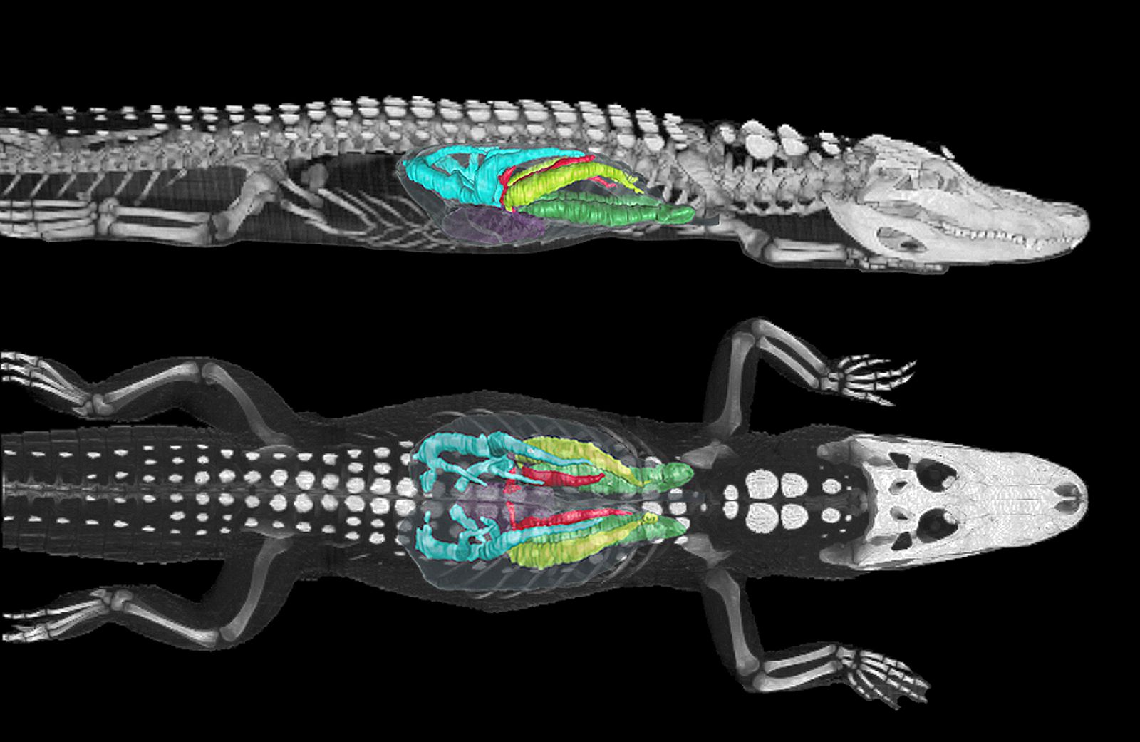 Imagen tomada mediante tomografía computerizada de los pulmones de un caimán americano de 11 kilogramos sumergido.