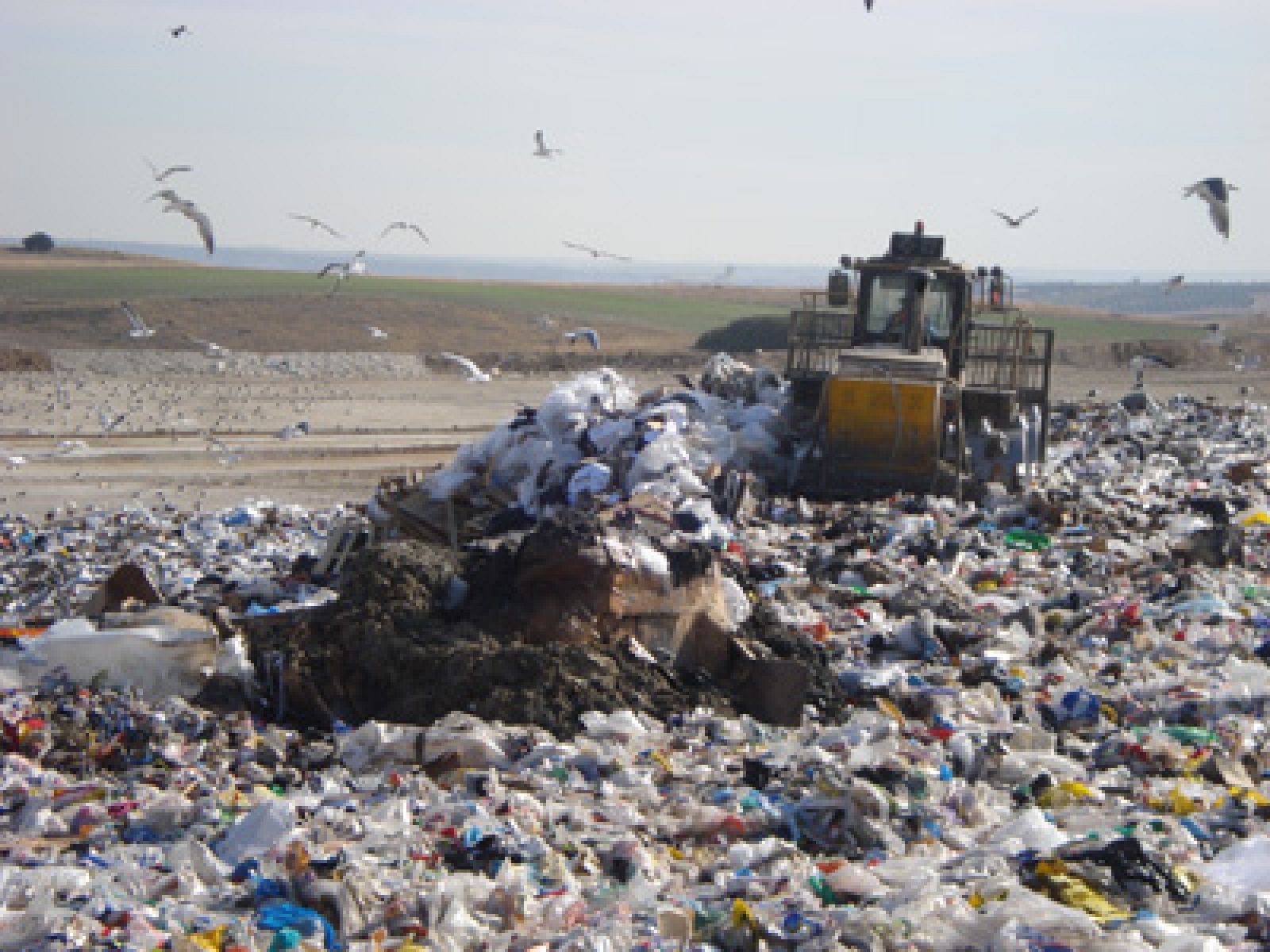 A los vertederos llegan residuos de todo tipo y son la despensa de cientos de gaviotas