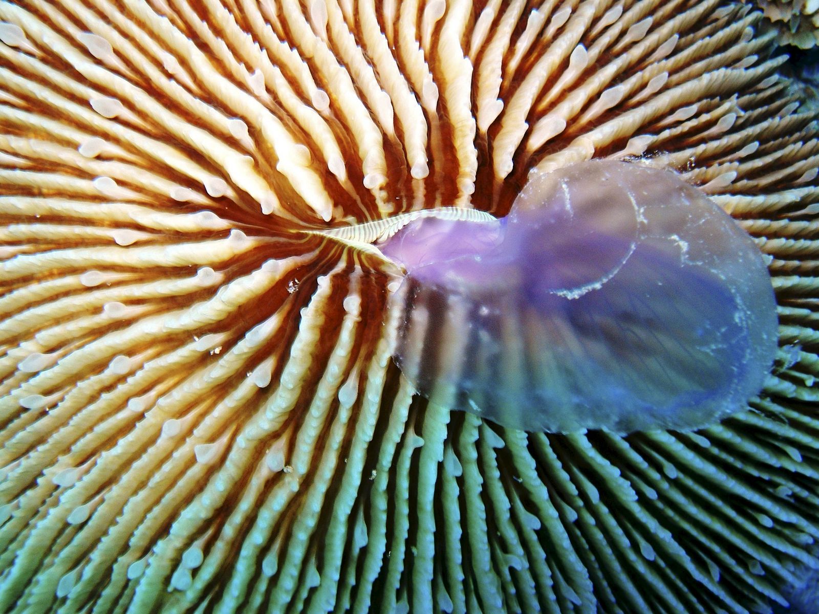Es el primer tipo de coral que se alimenta de medusas de su mismo tamaño, en un ejemplo de ventaja evolutiva en un medio afectado por el calentamiento global.