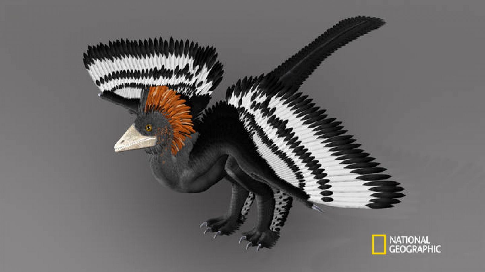 El colorido plumaje de un dinosaurio del Jurásico 