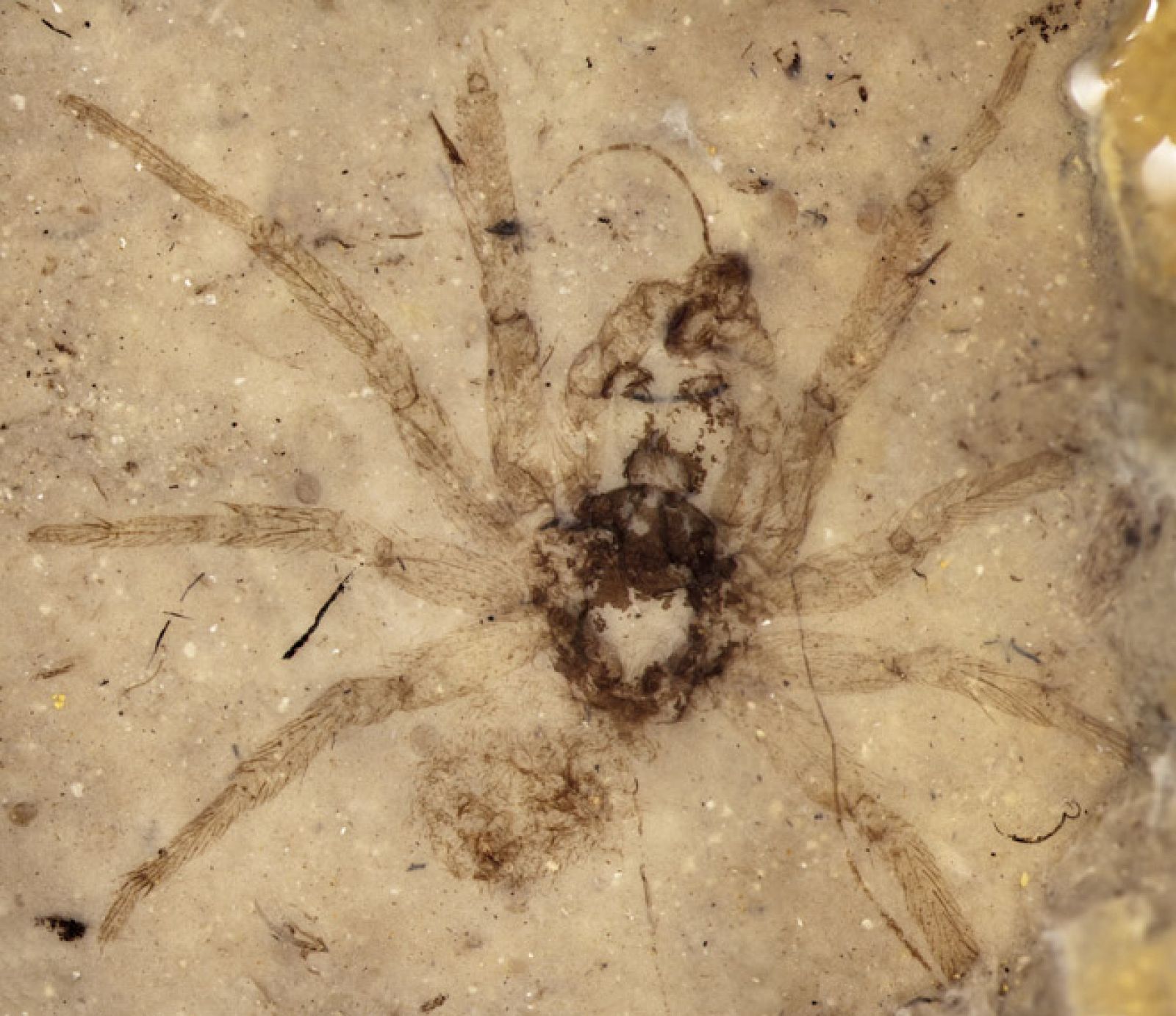 La araña fosilizada del Jurásico medio