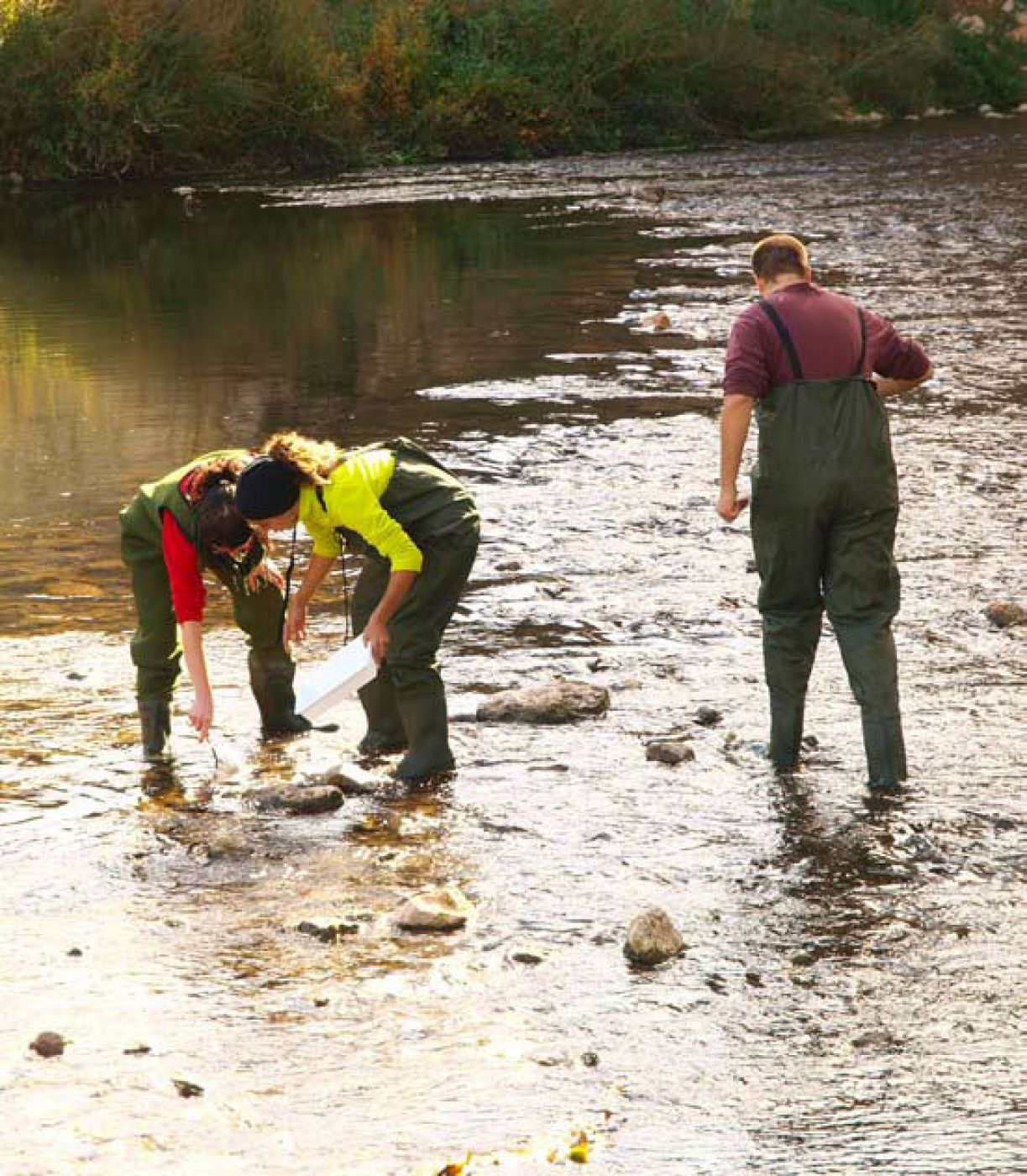 Los voluntarios plantaron además en 2009 unos 13.000 árboles en los márgenes de los ríos.