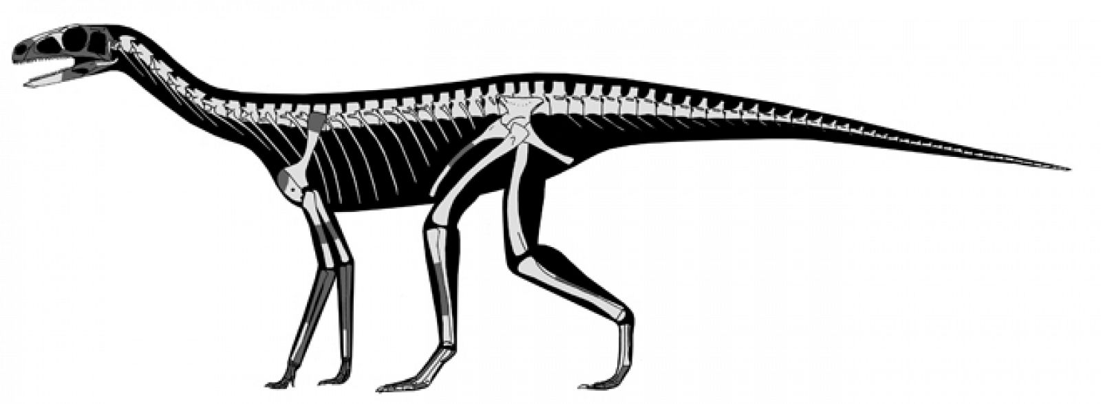 Reconstrucción del esqueleto del silesaurido, que andaba a cuatro patas
