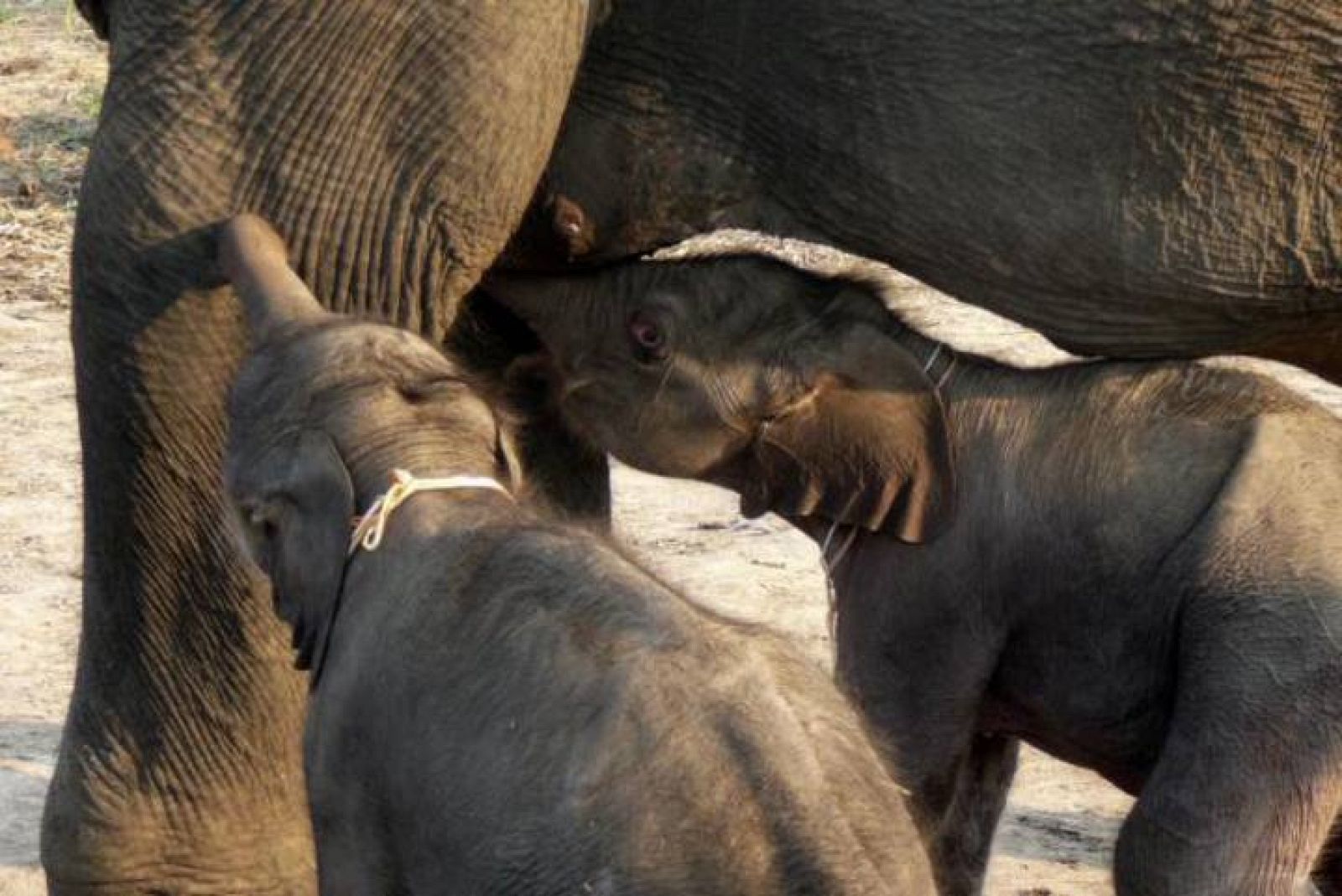 Las dos crías de elefantes machos gemelos nacidos en Tailandia el sábado 6 de marzo mamando. La foto la publicada este domingo en el diario 'The Hindu'. (07/03/2010)