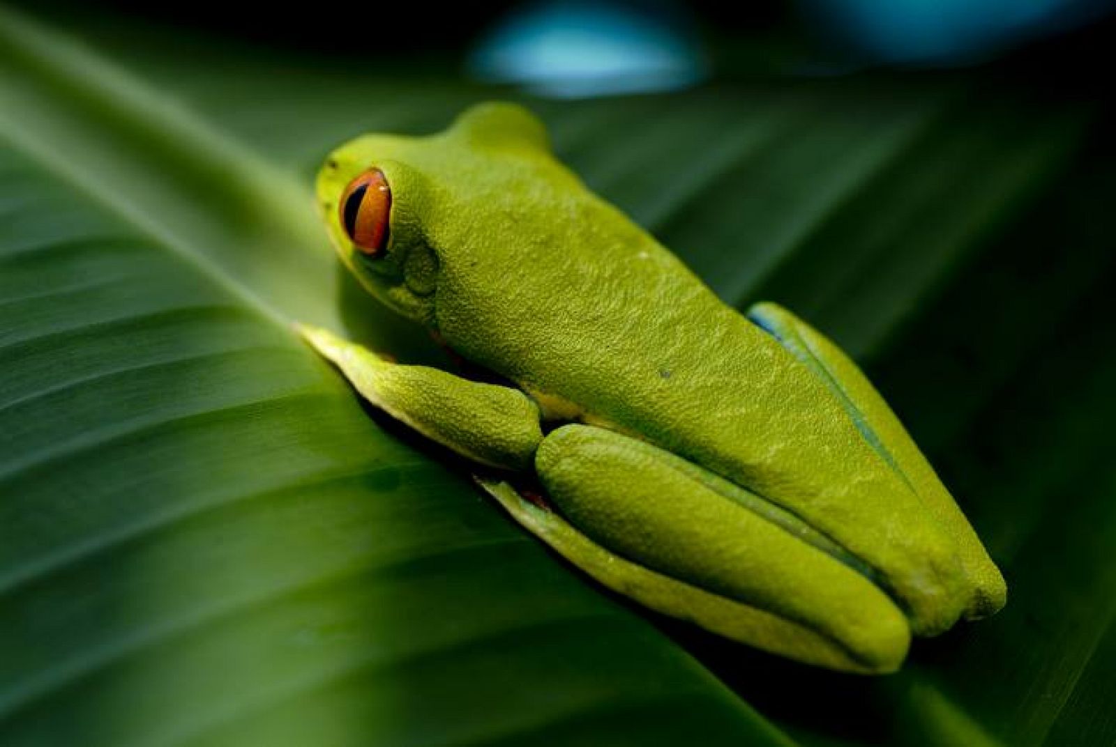 Fotografía de Ángel Navarro Gómez en al selva costarricense. Lo más llamativo son sus ojos rojos que contrastan con el verde intenso de su cuerpo.
