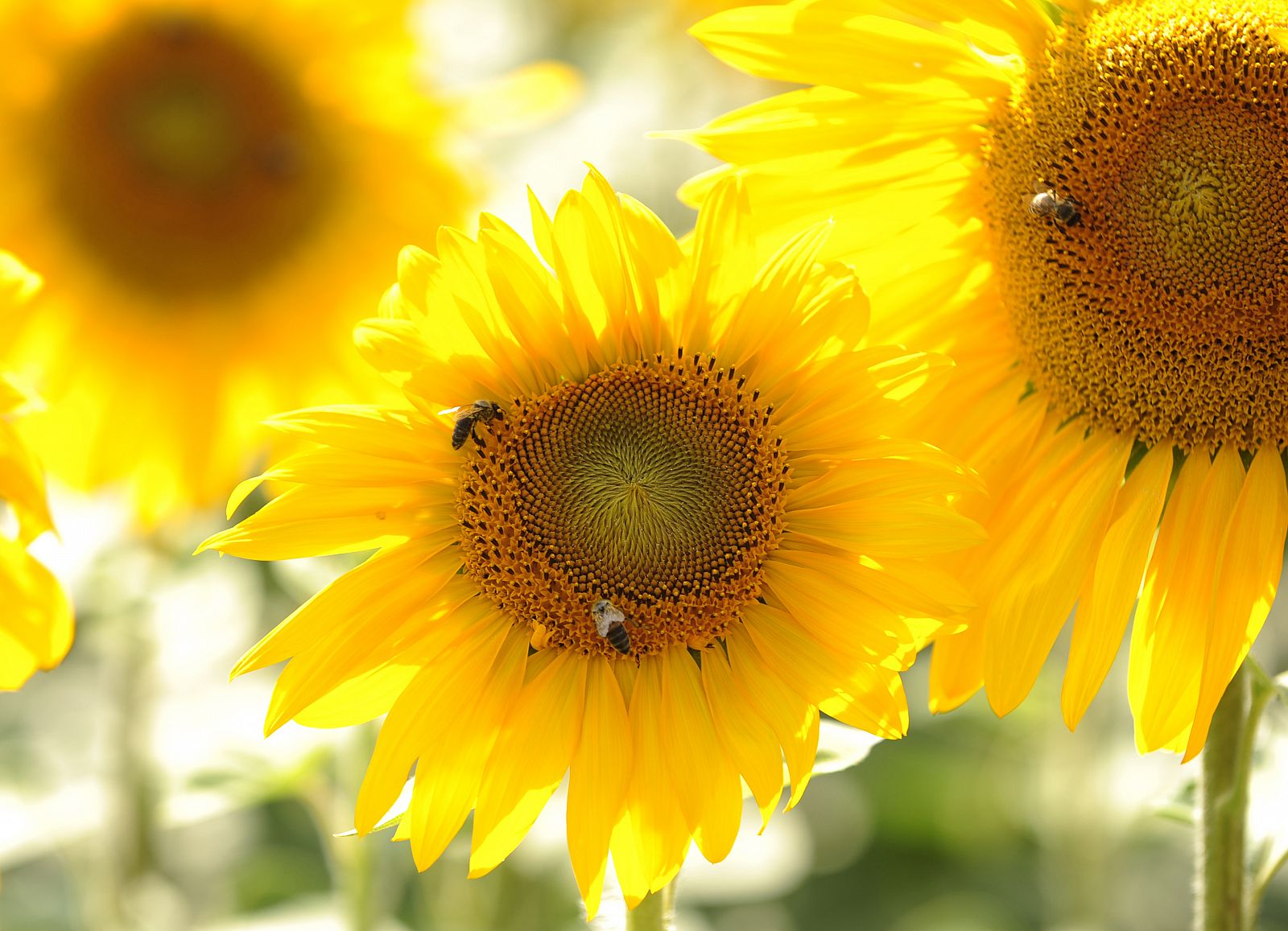 A bee lands on a sunflower to gather pollen near Stip