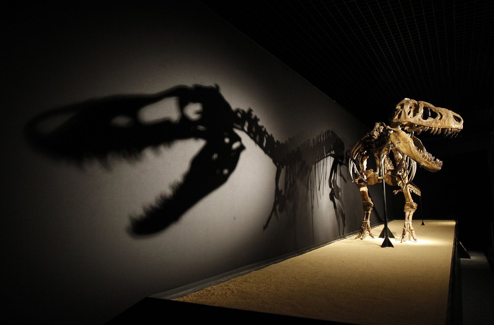 A Tarbosaurus dinosaur skeleton is displayed during an exhibition "Dinosaurs, treasures of Gobi desert" at CosmoCaixa in Alcobendas