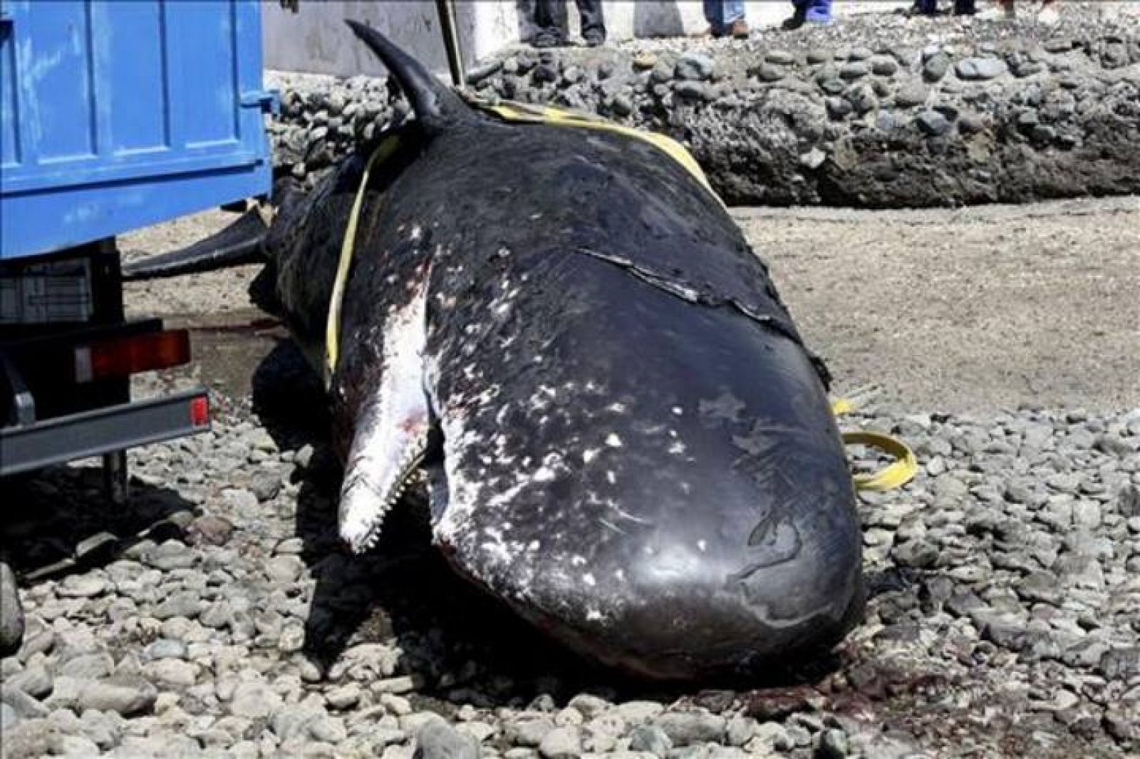 Este es el cachalote adulto hallado muerto en las costas de Ceuta.