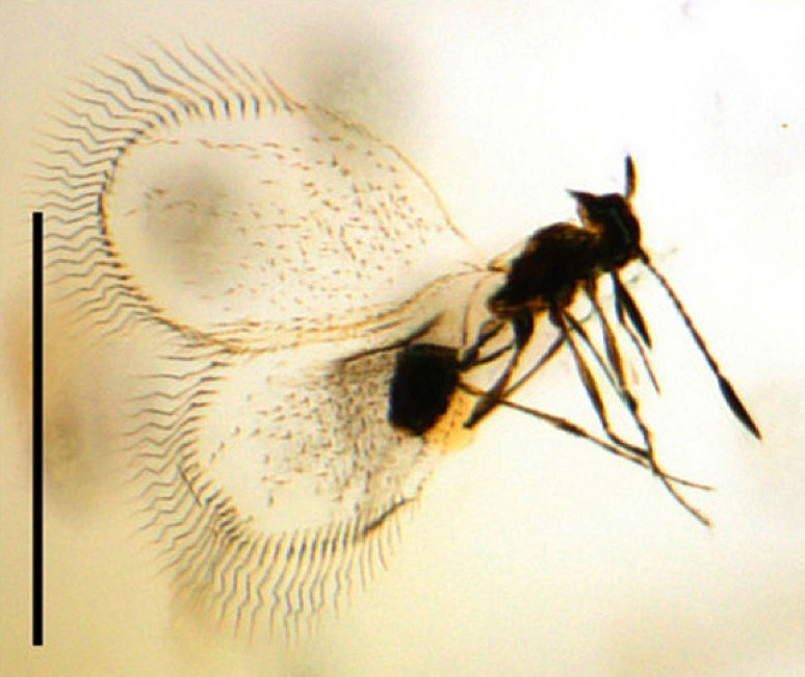 Un tipo de avispa, entre los insectos hallados fosilizados en ámbar