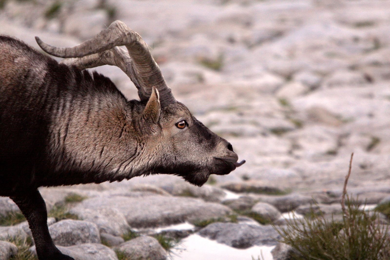 Un macho de cabra montés en la Sierra de Gredos (Ávila) en plena época de celo
