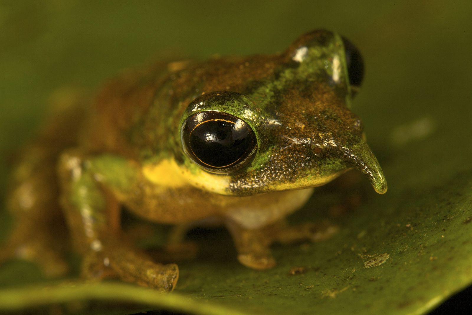 La rana 'Pinocho', con una protuberancia similar a una nariz humana