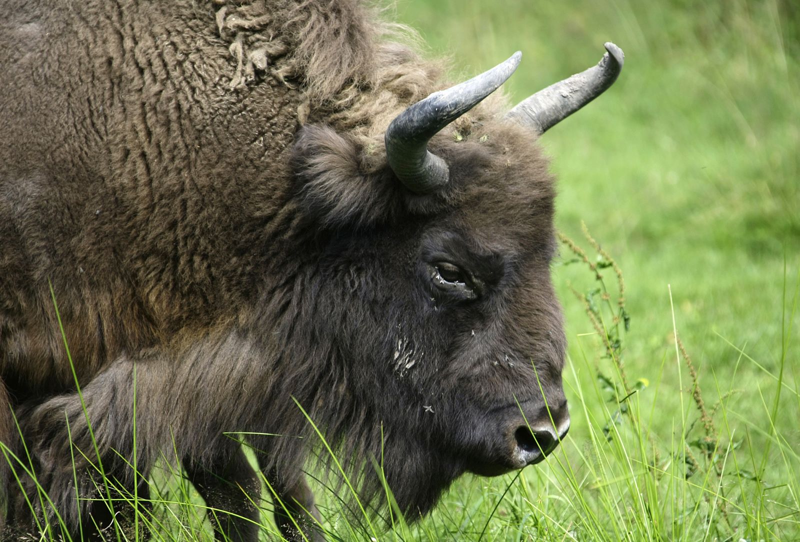 Cinco hembras de bisonte europeo serán trasladadas por carretera desde Polonia hasta Cantabria.