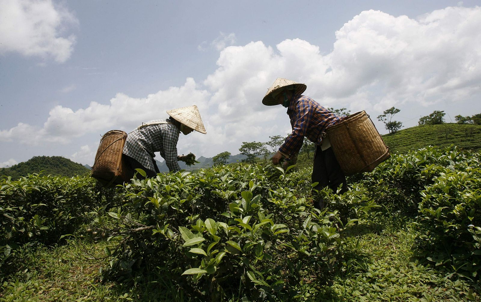 Mujeres trabajando en un campo de té en Hanoi, Vietnam.