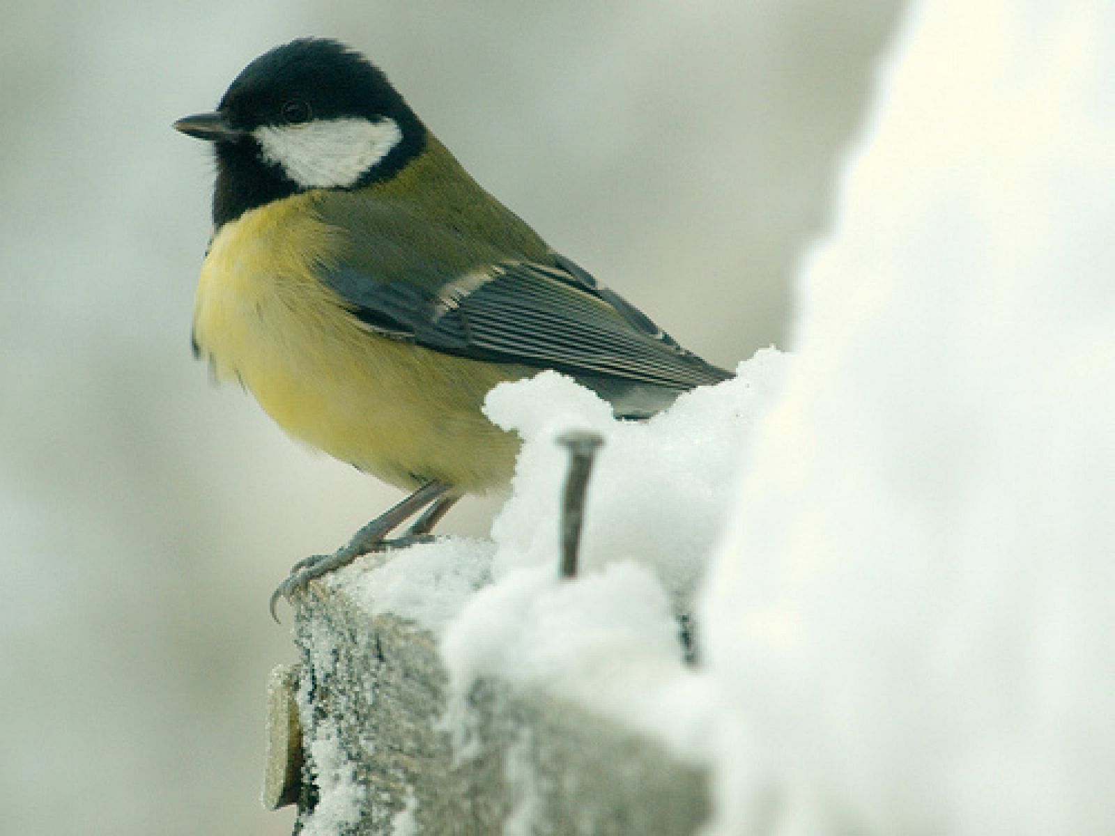 Un carbonero común posado sobre la nieve