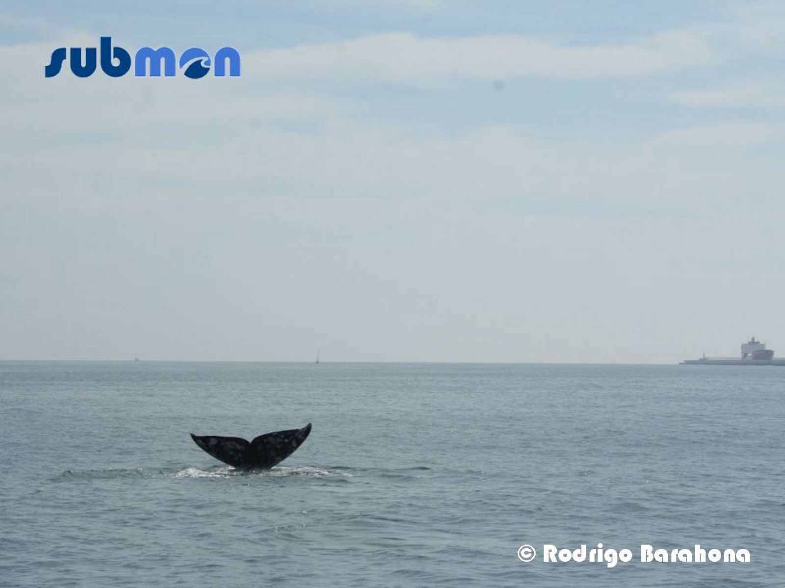 La ballena gris avistada frente a la costa de Barcelona