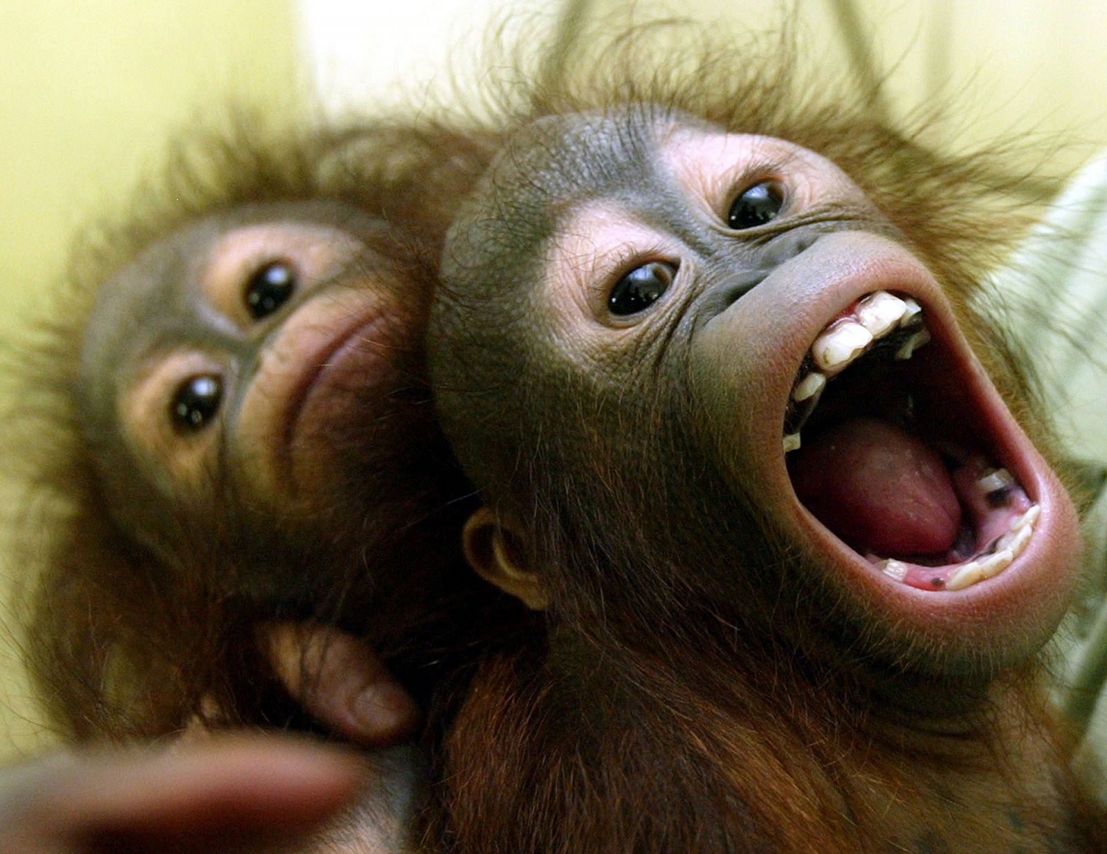 Dos crías de orangután balanceándose en un columpio