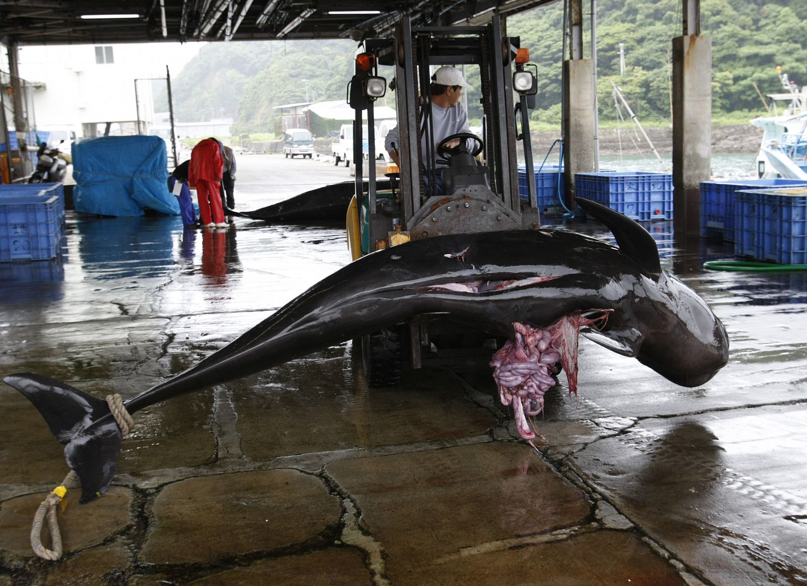 Una ballena capturada en un puerto japonés