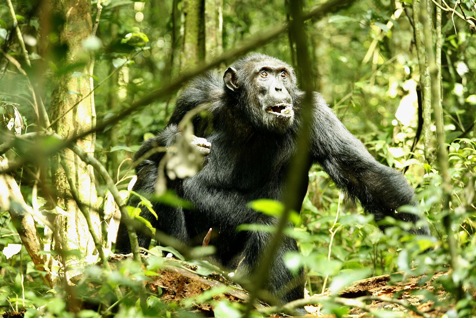 Un chimpancé atraviesa sigilosamente por la selva de Uganda