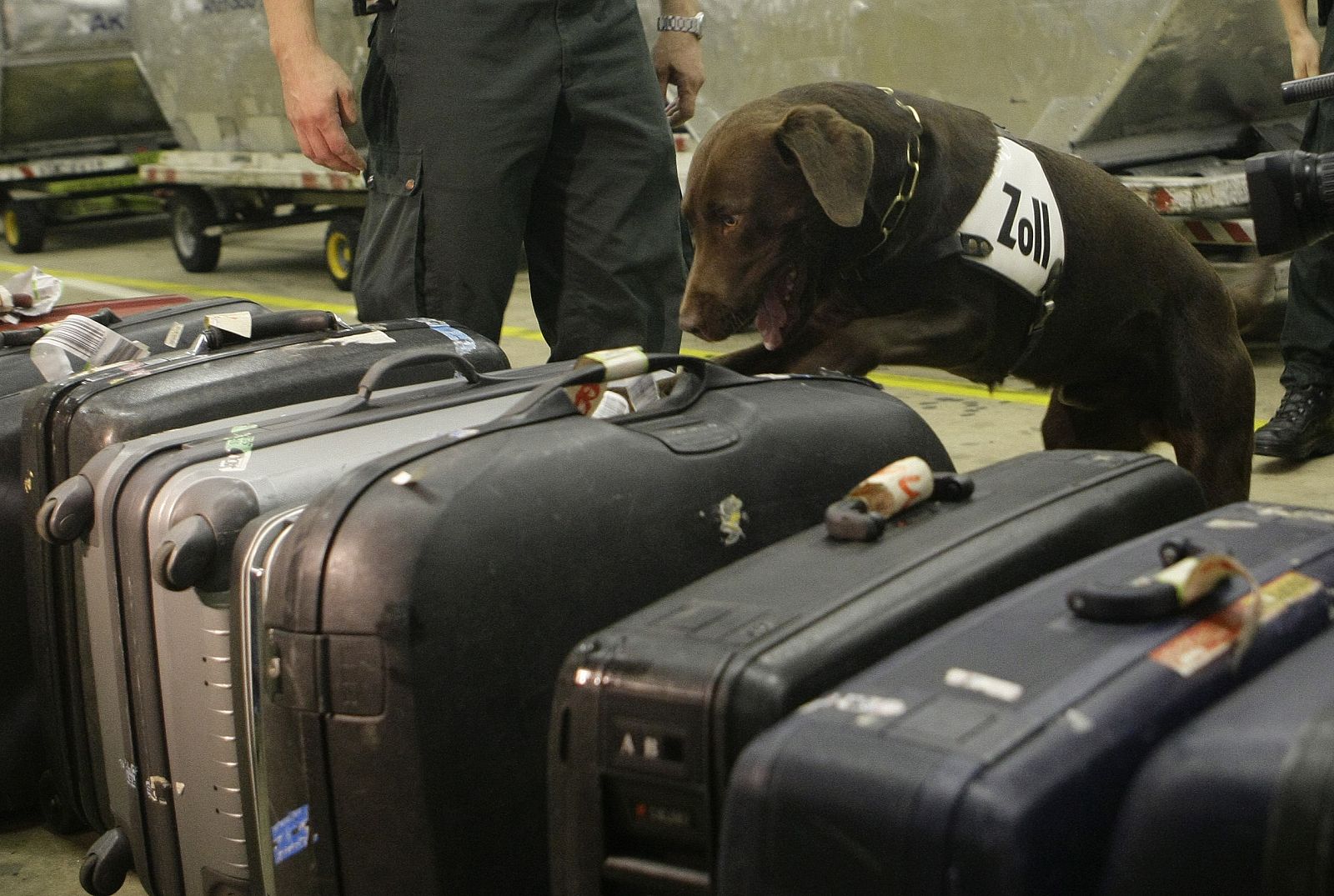 Un perro policía entrenado para encontrar material ilegal